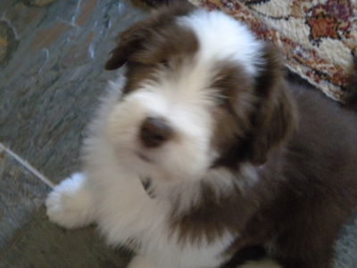 Lily at home in Canada